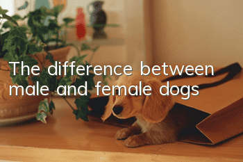 The difference between male and female dogs