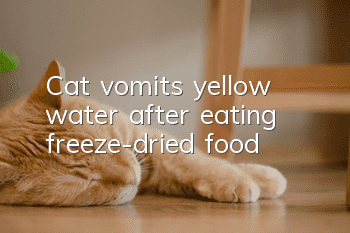 Cat vomits yellow water after eating freeze-dried food