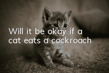 Will it be okay if a cat eats a cockroach?