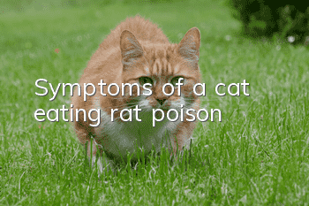 Symptoms of a cat eating rat poison