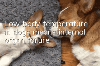 Low body temperature in dogs means internal organ failure