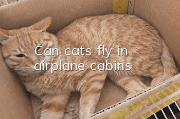 Can cats fly in airplane cabins?
