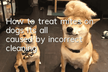 How to treat mites on dogs? It’s all caused by incorrect cleaning!