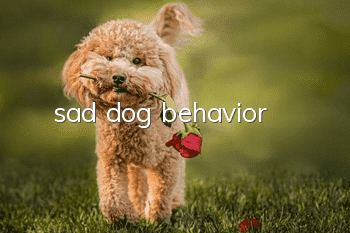 sad dog behavior