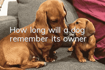 How long will a dog remember its owner?