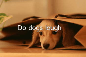 Do dogs laugh?