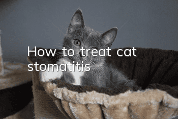 How to treat cat stomatitis