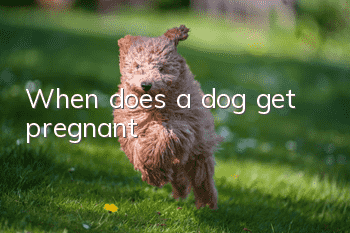 When does a dog get pregnant?