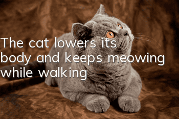 The cat lowers its body and keeps meowing while walking