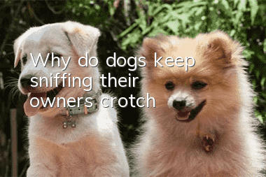 Why do dogs keep sniffing their owner’s crotch?