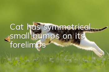 Cat has symmetrical small bumps on its forelimbs