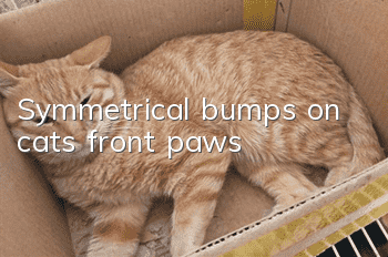 Symmetrical bumps on cat’s front paws