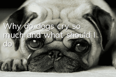 Why do dogs cry so much and what should I do?