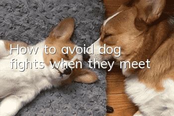 How to avoid dog fights when they meet
