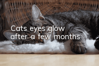 Cat’s eyes glow after a few months