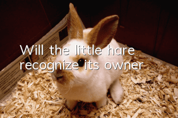 Will the little hare recognize its owner?
