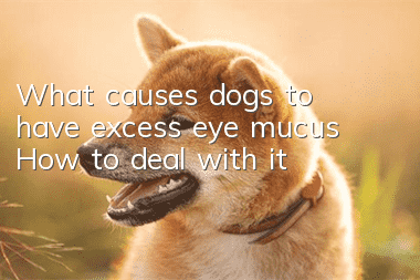 What causes dogs to have excess eye mucus? How to deal with it?