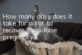 How many days does it take for a cat to recover from false pregnancy?