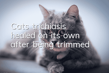 Cat's trichiasis healed on its own after being trimmed