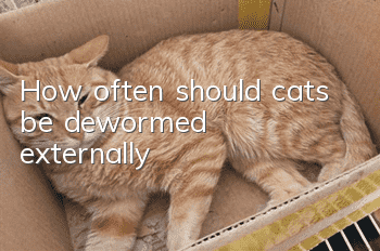 How often should cats be dewormed externally?