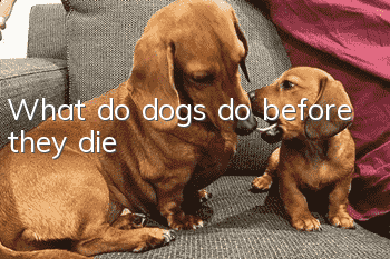 What do dogs do before they die?