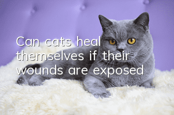 Can cats heal themselves if their wounds are exposed?