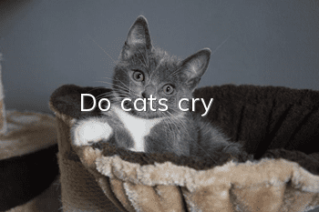 Do cats cry?