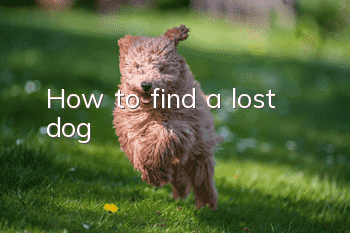 How to find a lost dog?