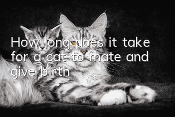 How long does it take for a cat to mate and give birth?