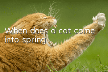 When does a cat come into spring?