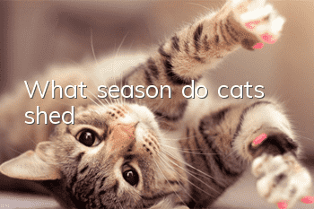 What season do cats shed?
