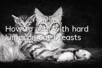 How to deal with hard lumps in cat breasts