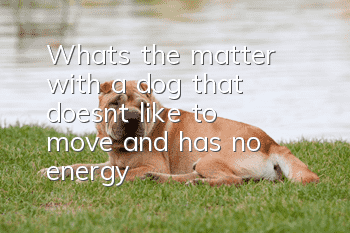 What's the matter with a dog that doesn't like to move and has no energy?
