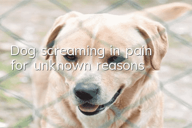 Dog screaming in pain for unknown reasons