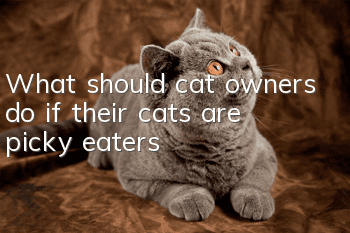 What should cat owners do if their cats are picky eaters?