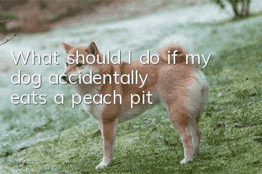 What should I do if my dog accidentally eats a peach pit?