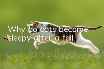 Why do cats become sleepy after a fall?