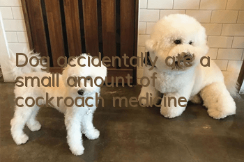 Dog accidentally ate a small amount of cockroach medicine
