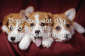 Dogs don’t eat dog food but eat home-cooked meals