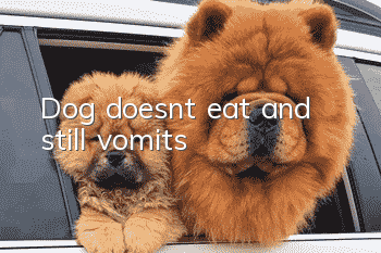 Dog doesn’t eat and still vomits