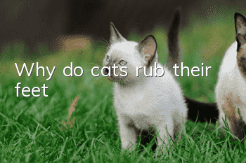 Why do cats rub their feet?