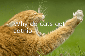 Why do cats get catnip?