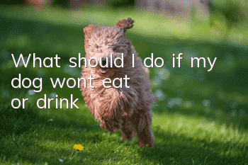 What should I do if my dog won’t eat or drink?