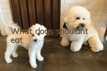 What dogs shouldn’t eat