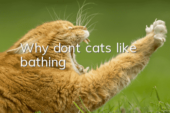 Why don’t cats like bathing?