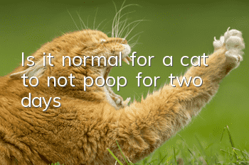 Is it normal for a cat to not poop for two days?