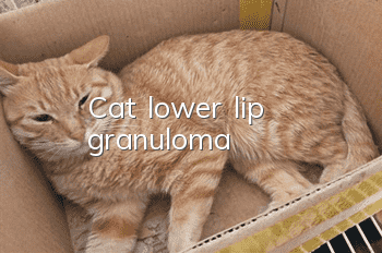 Cat lower lip granuloma