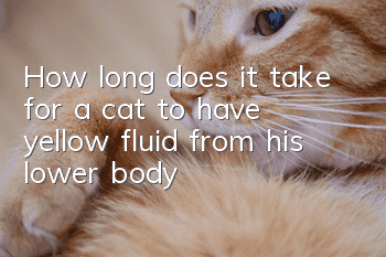 How long does it take for a cat to have yellow fluid from his lower body?
