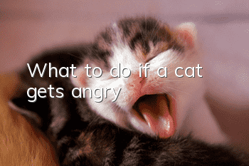 What to do if a cat gets angry