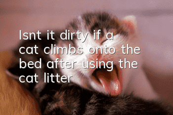 Isn’t it dirty if a cat climbs onto the bed after using the cat litter?
